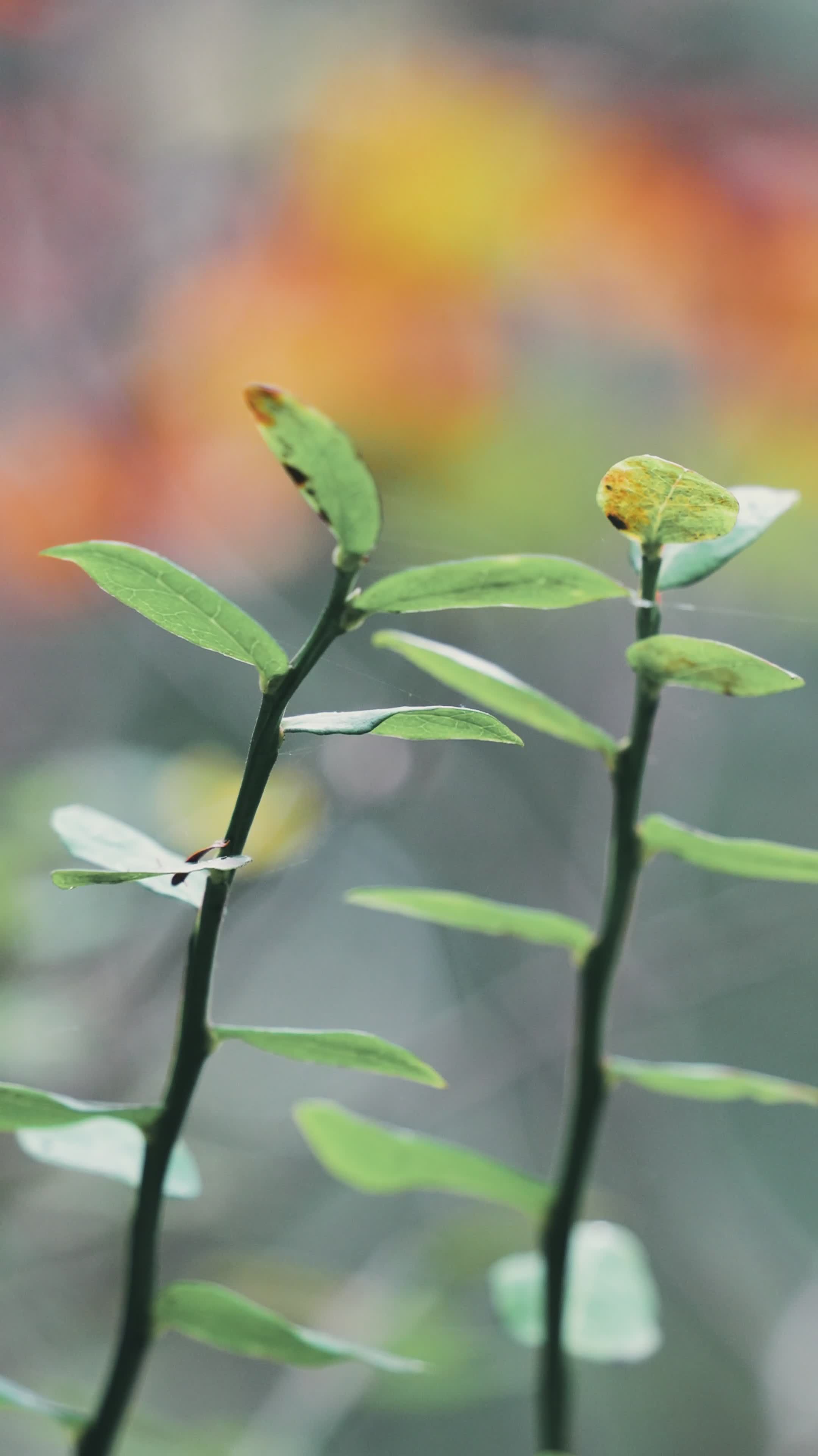 serene close up of autumn leaves in nature 34234940 — free pexels stock footage