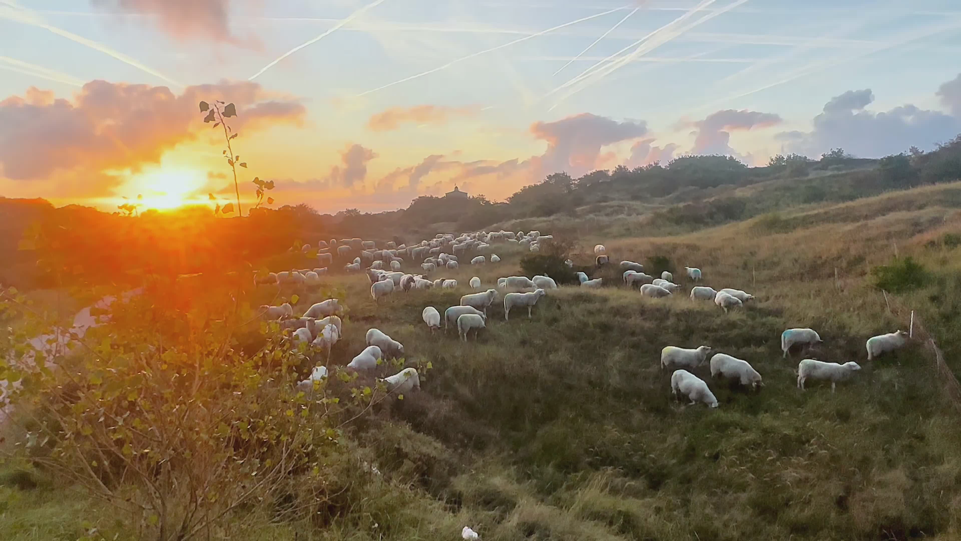 Peaceful Sunset with Grazing Sheep in Field Free Stock Video Footage ...