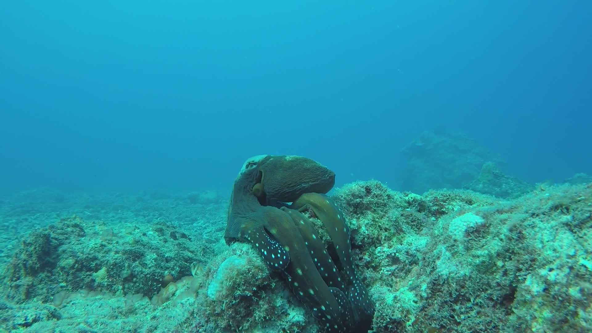 Underwater Octopus on Coral Reef Exploration Free Stock Video Footage ...