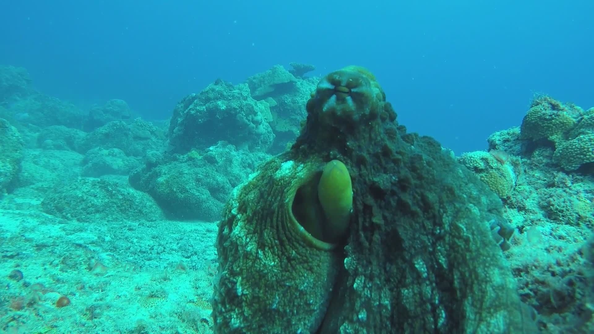 Captivating Octopus in Underwater Habitat Free Stock Video Footage ...