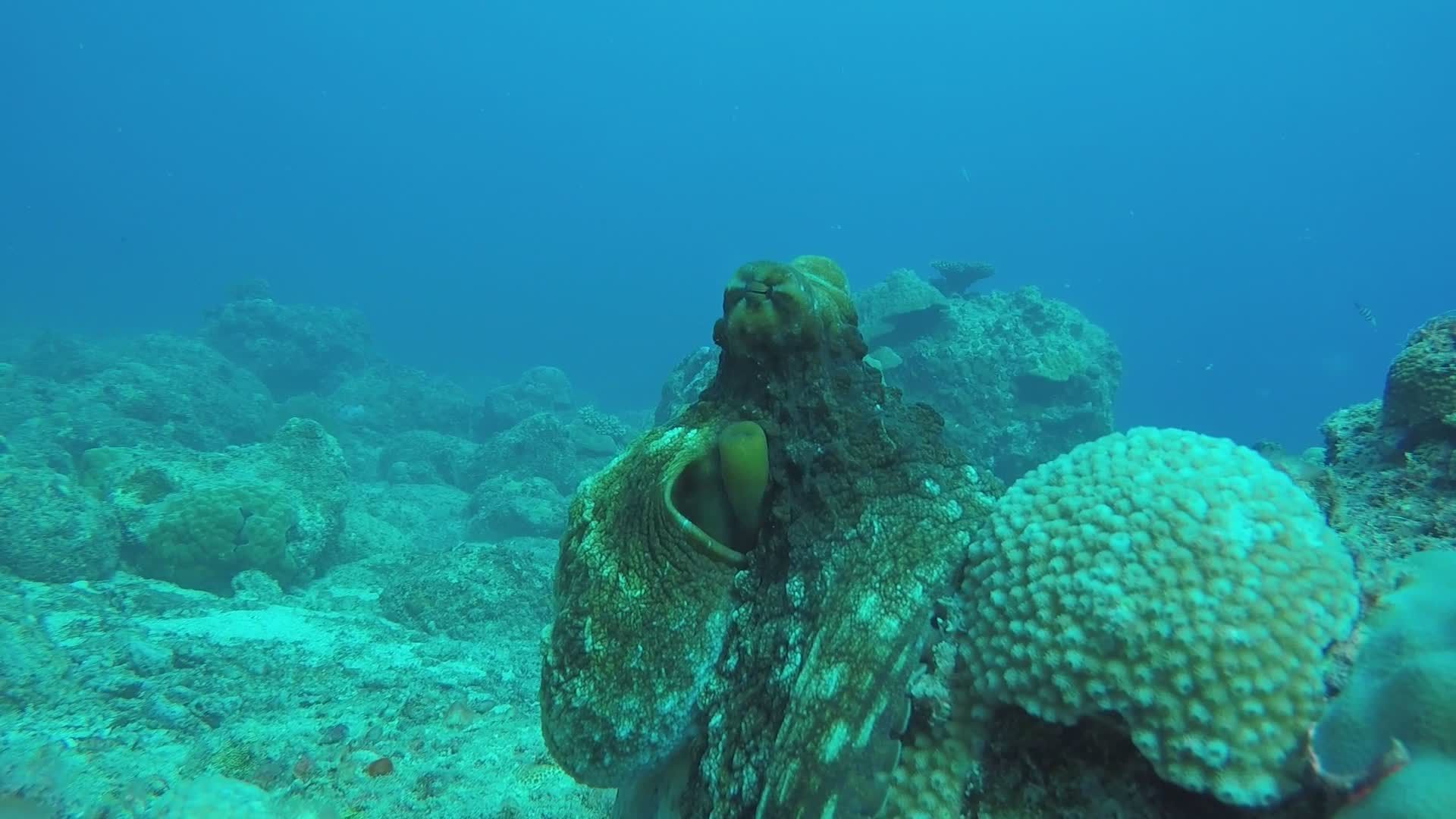 Close-Up of Camouflaged Octopus on Coral Reef Free Stock Video Footage ...