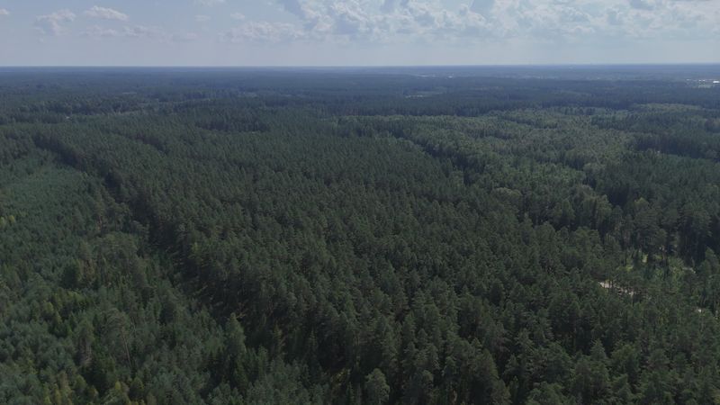 Aerial View of Forest at Sunrise Free Stock Video Footage, Royalty-Free ...