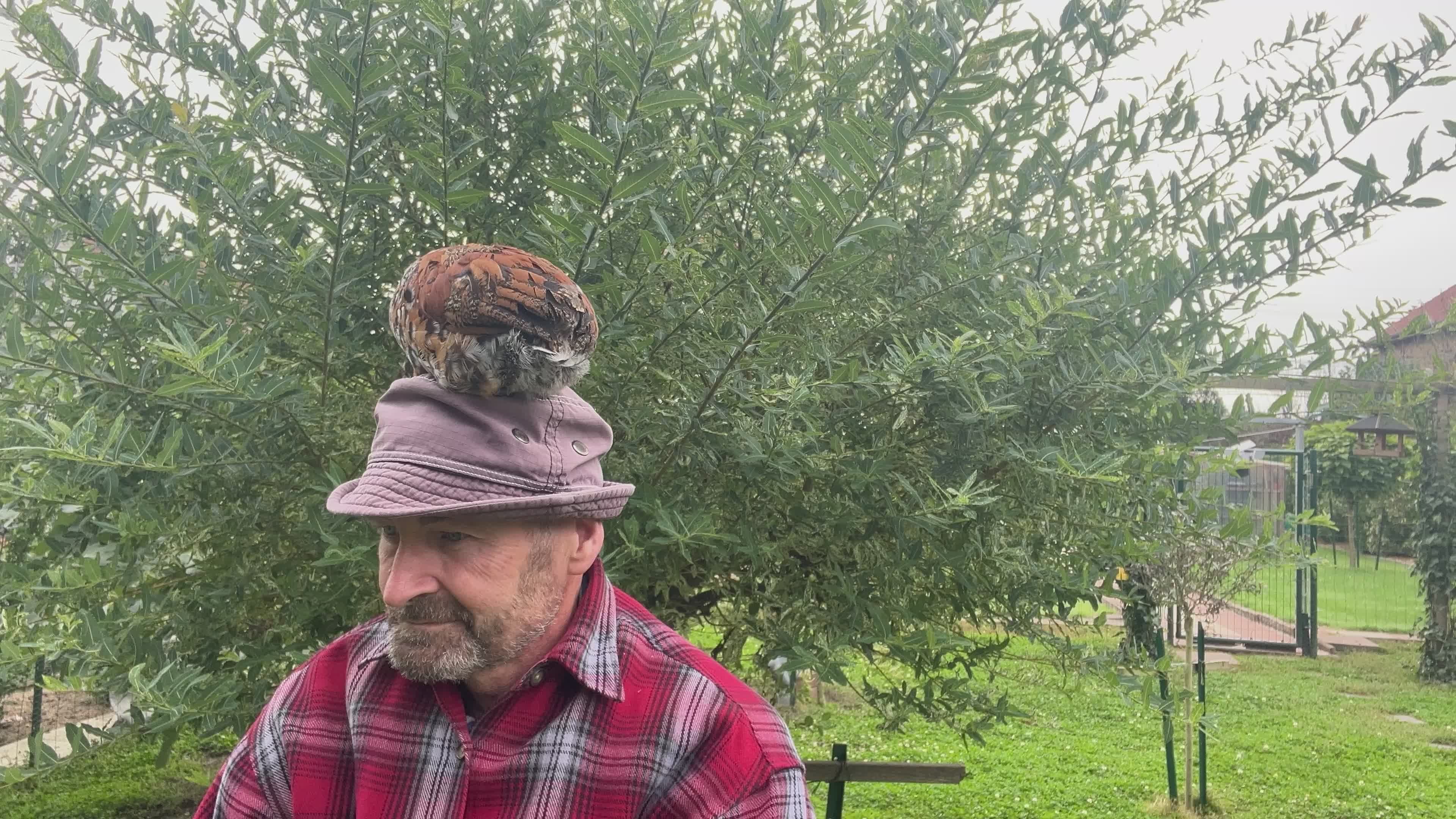 Elderly Farmer with Hen on Head in Garden Free Stock Video Footage ...