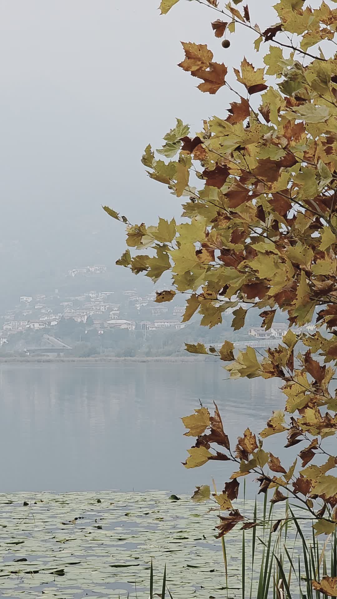 Serene Autumn Views of Lake Como in Fall Free Stock Video Footage ...