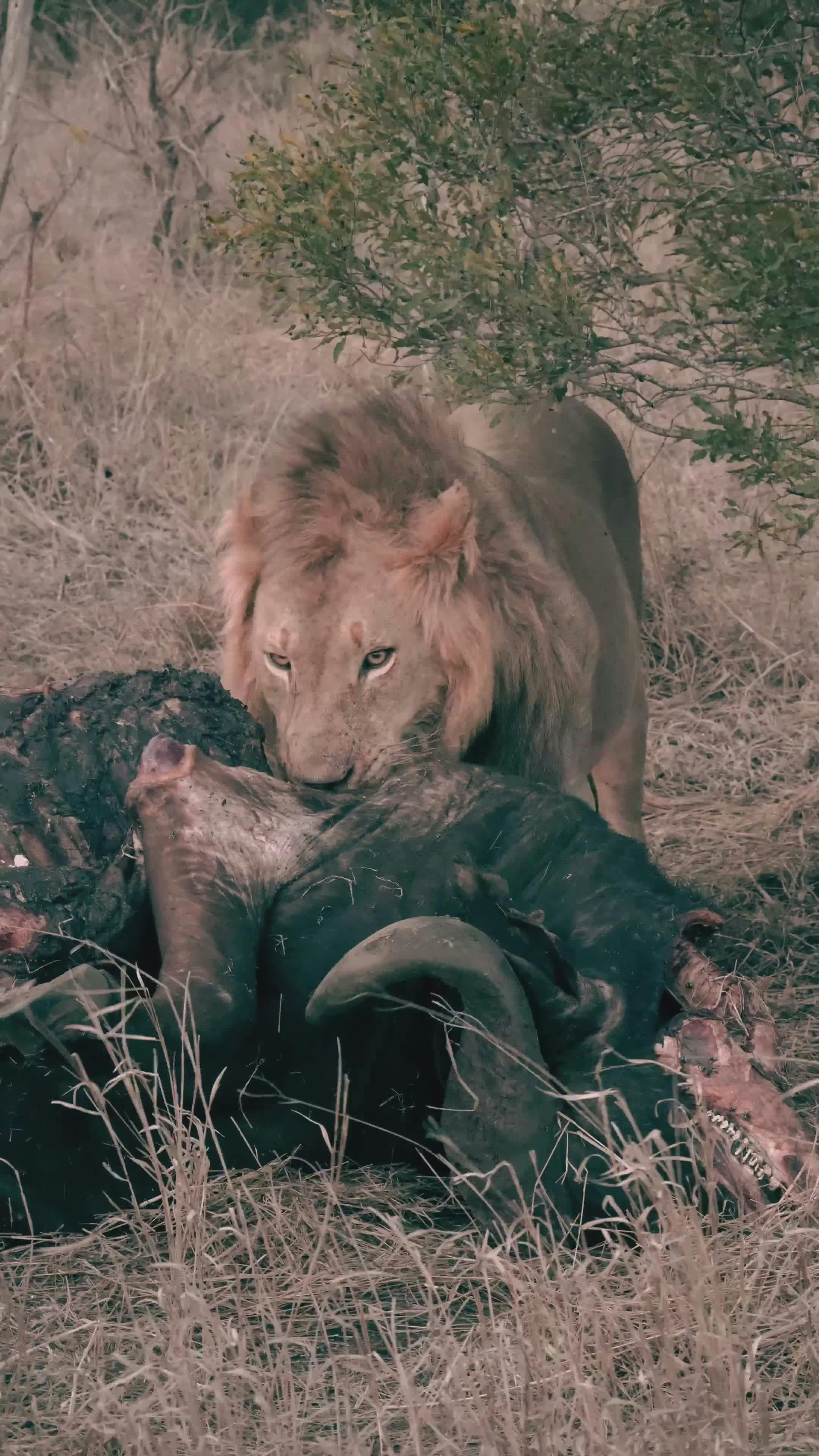 Video by Andrea Gambirasio