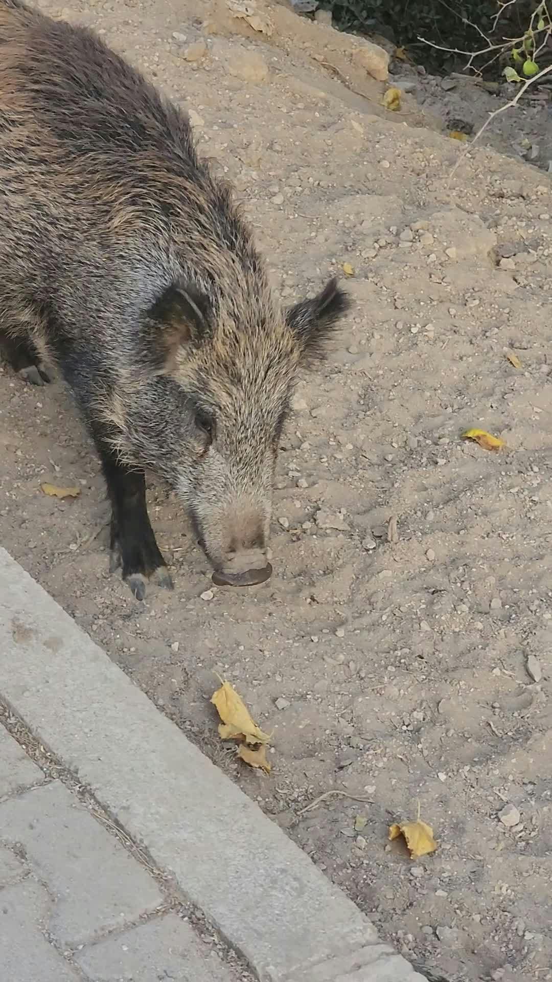 Video by Doğan Alpaslan  Demir