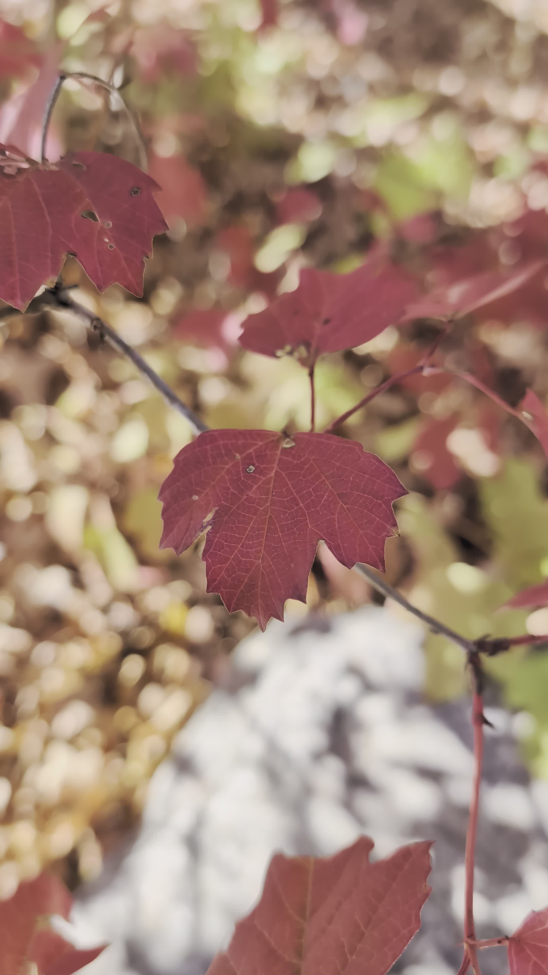 autumn leaves gently sway in the breeze 34291580 — free pexels stock footage