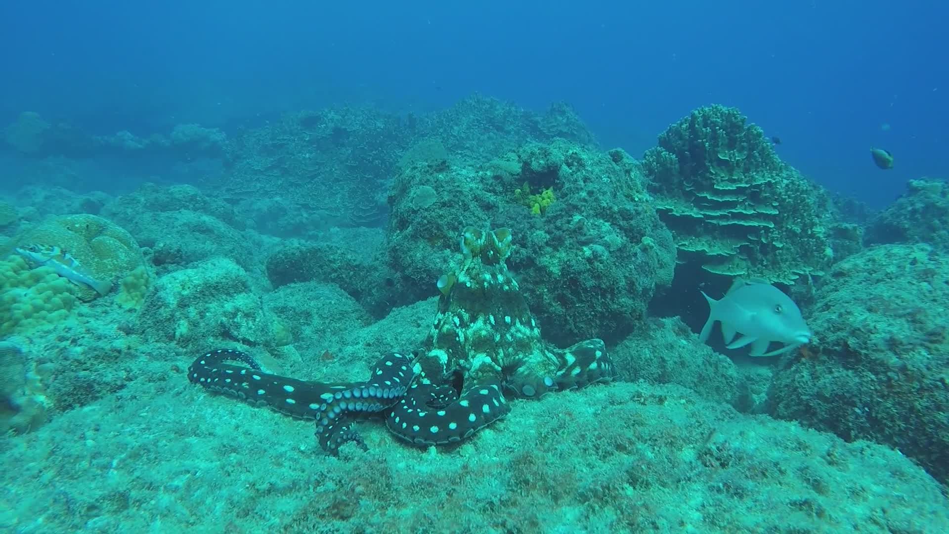 Stunning Underwater Scene with Octopus Free Stock Video Footage ...