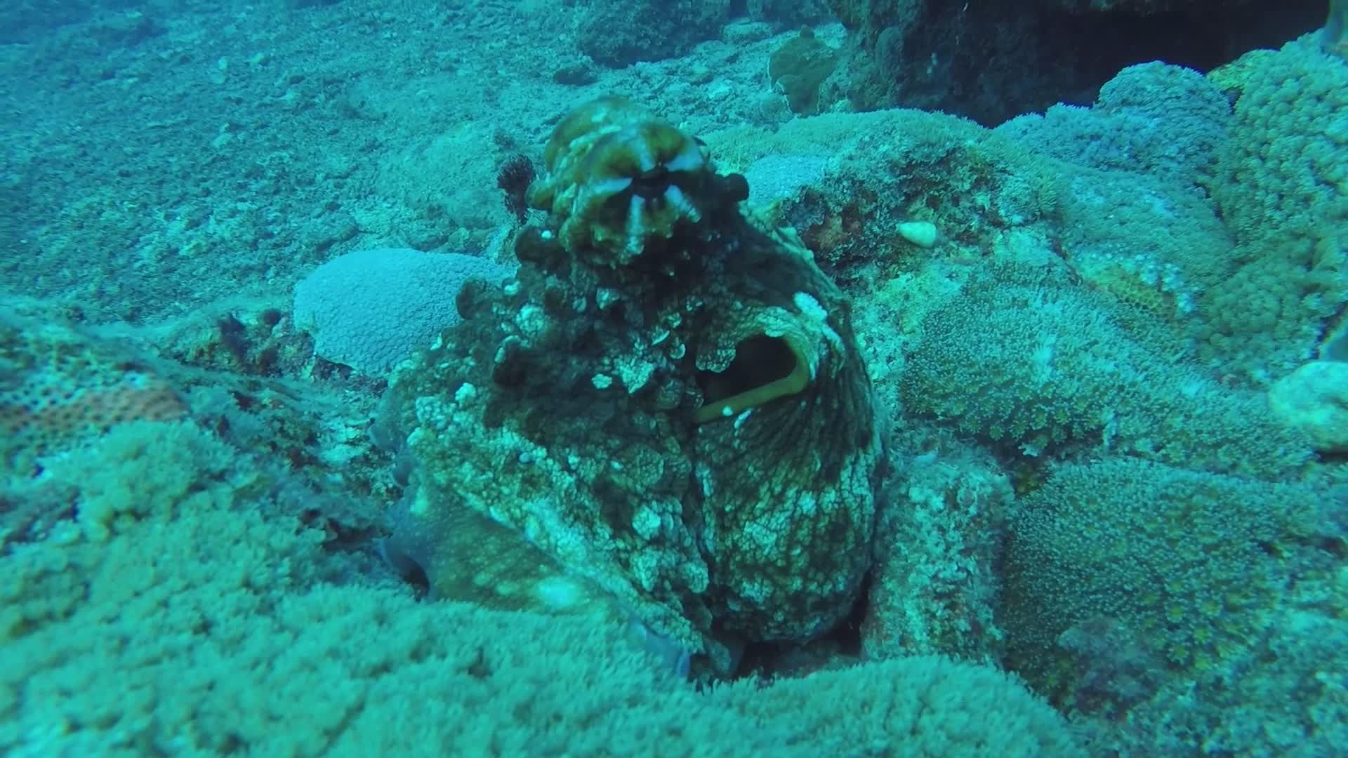 Camouflaging Octopus in Coral Reef Underwater Free Stock Video Footage ...