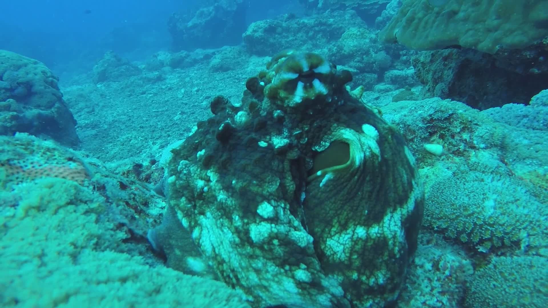 Octopus in Vibrant Coral Reef Underwater Free Stock Video Footage ...