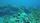 reef