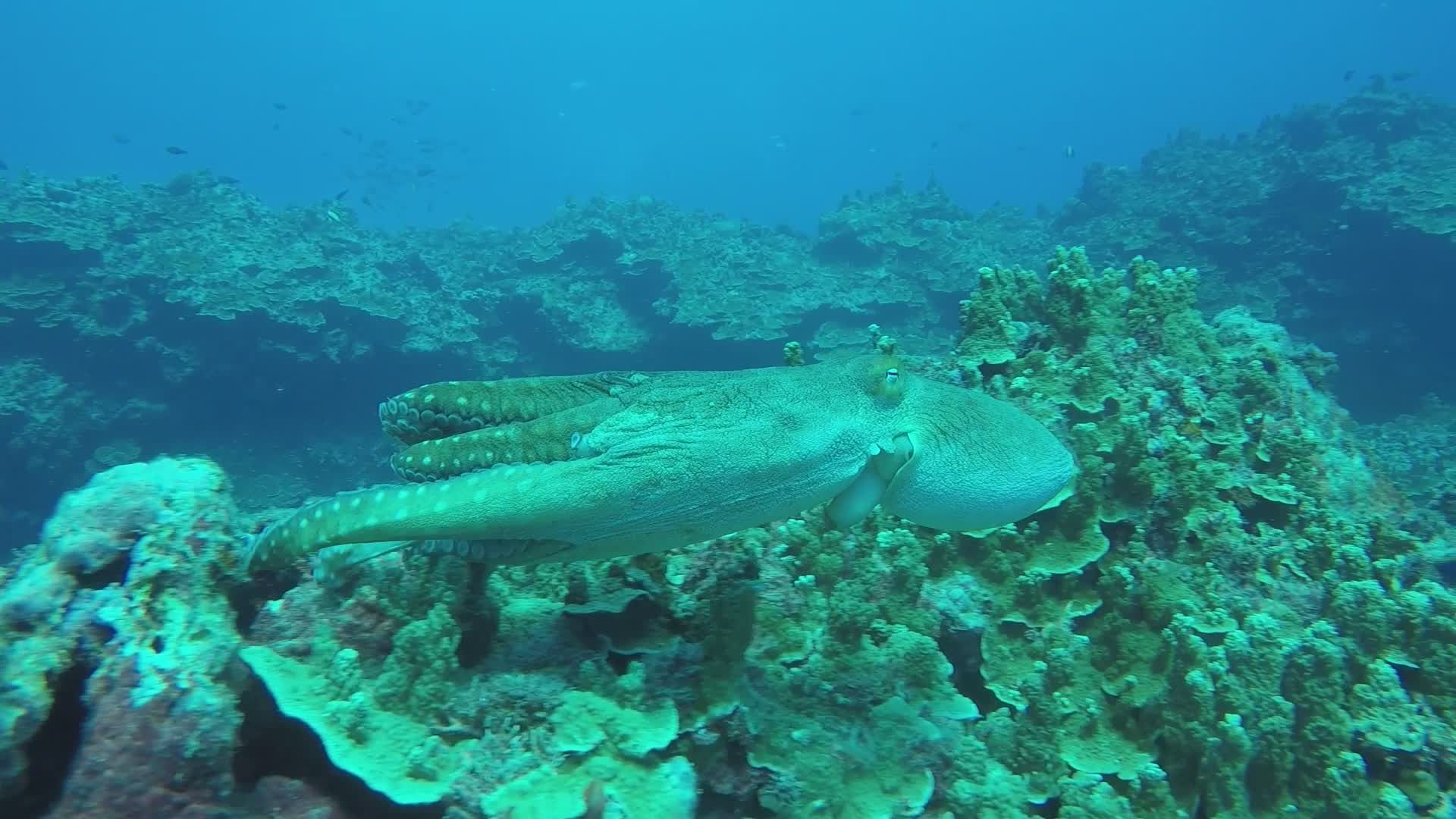 Mesmerizing Octopus Gliding Through Coral Reef Free Stock Video Footage ...