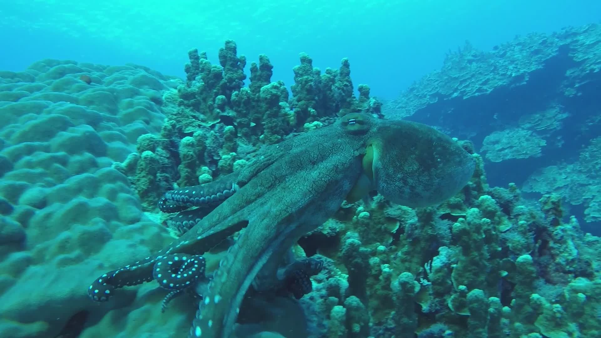 Underwater Video of Octopus Swimming in Coral Reef Free Stock Video ...