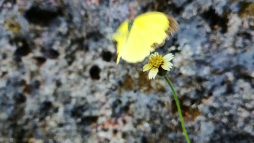 A Yellow Butterfly Feeding On Nectar Of A Small Yellow Flower 