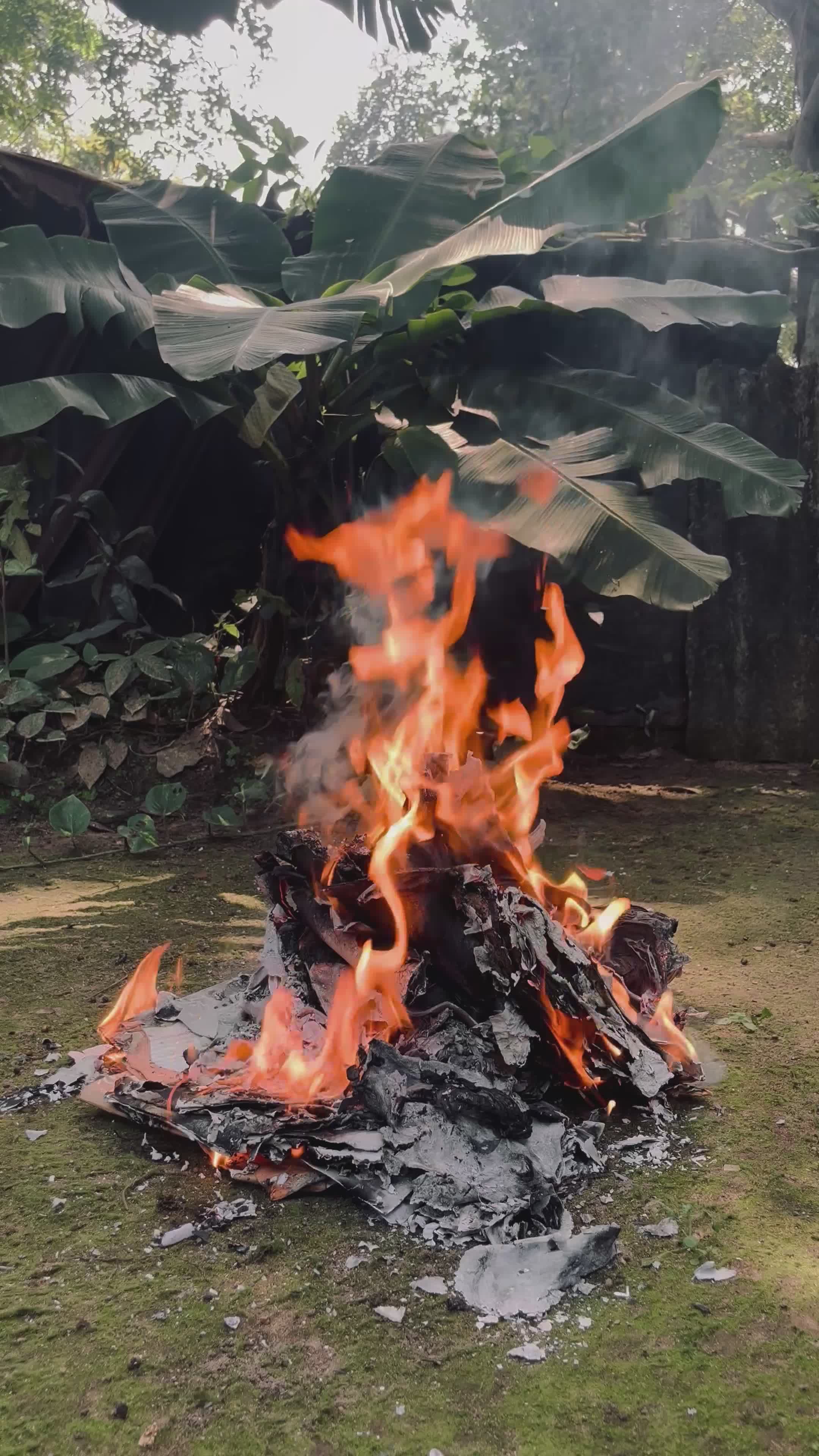 Vibrant Outdoor Fire Burning Amidst Greenery Free Stock Video Footage ...