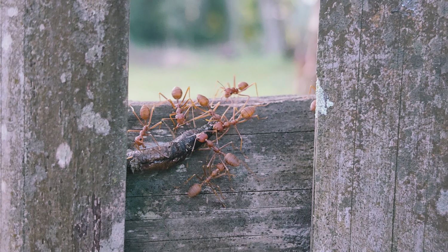 Ant Behavior Videos, Download The BEST Free 4k Stock Video Footage ...