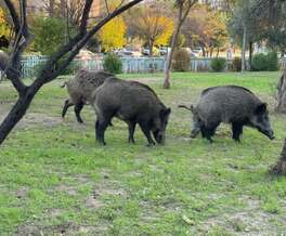 wild boars roaming in a park setting