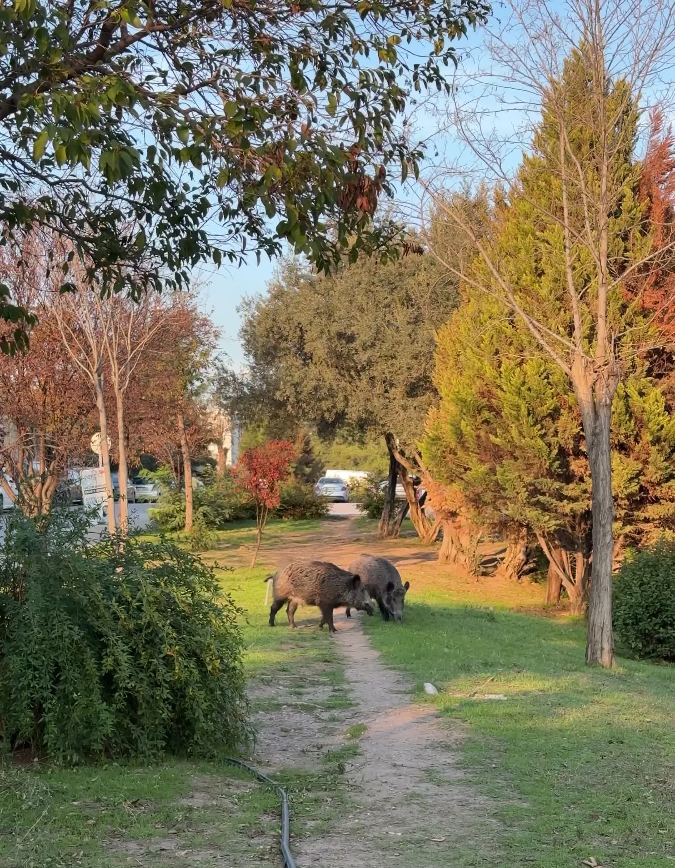 Wild Boars Roaming in Suburban Greenery Free Stock Video Footage ...