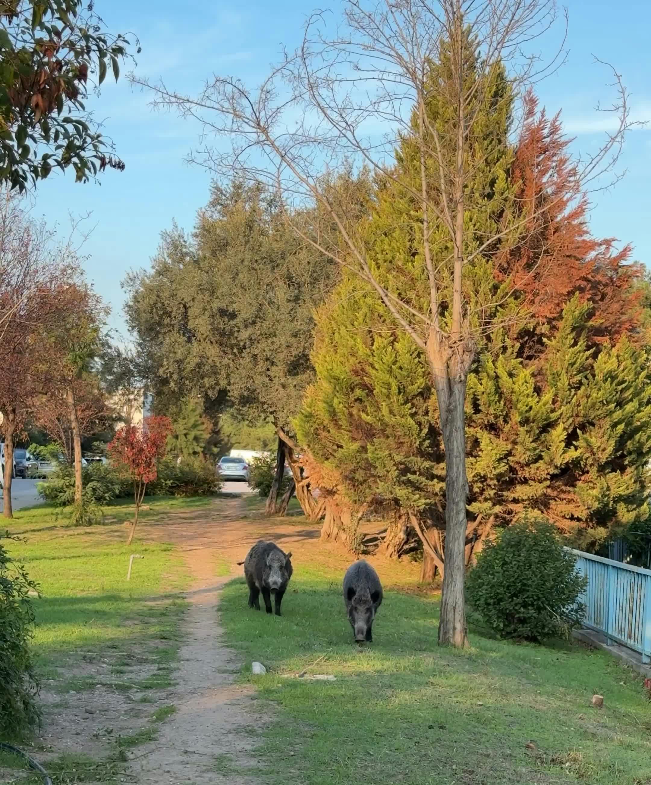 Video by Doğan Alpaslan  Demir