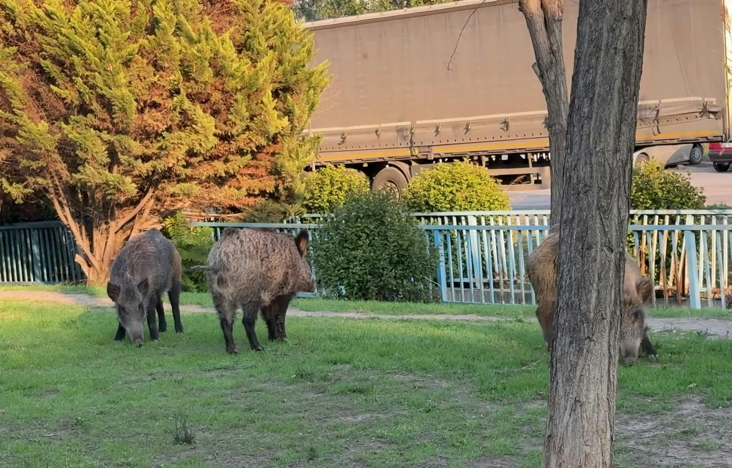 Video by Doğan Alpaslan  Demir