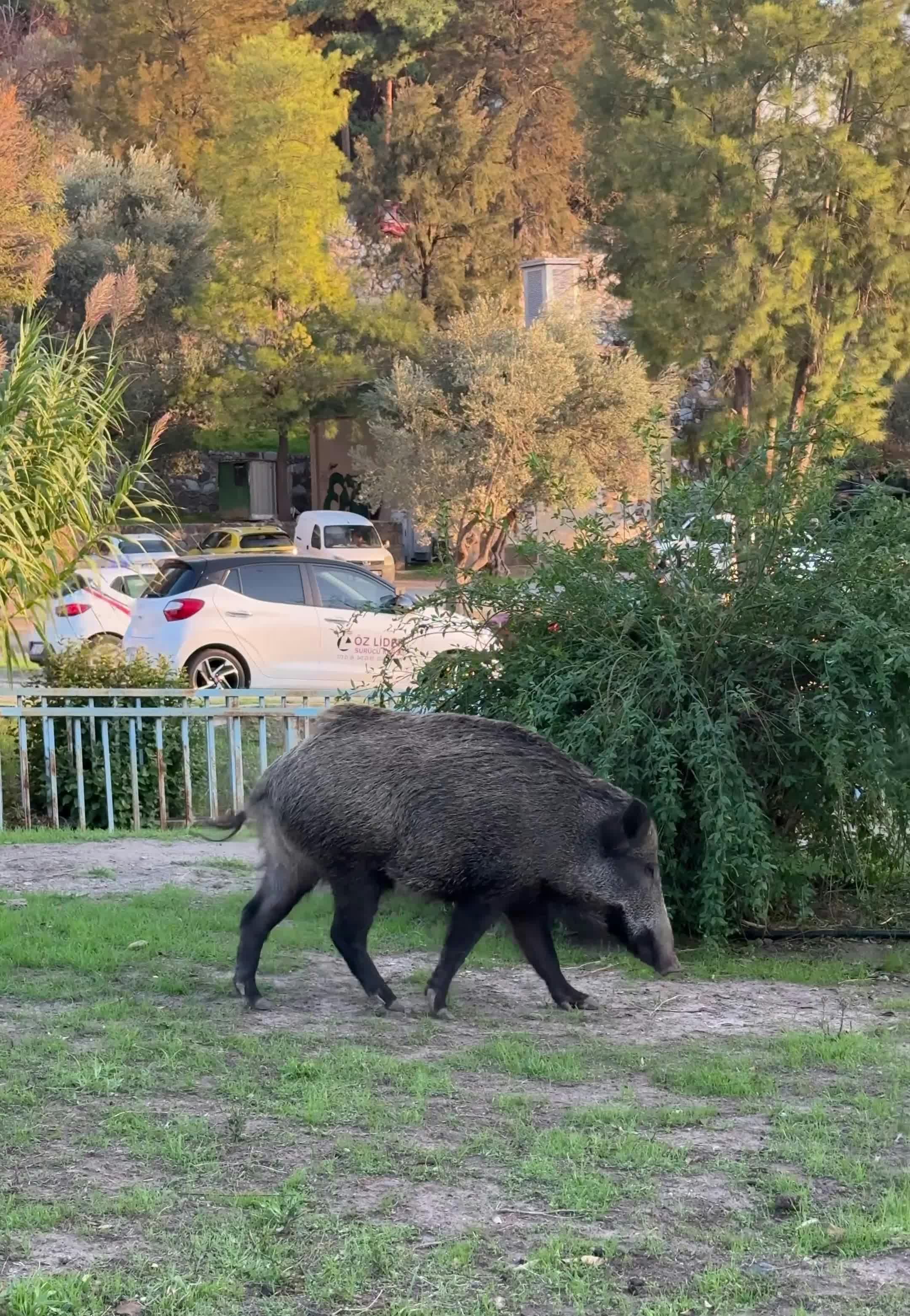 Video by Doğan Alpaslan  Demir