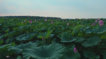 大风中的荷花视频素材免费下载视频素材视频素材