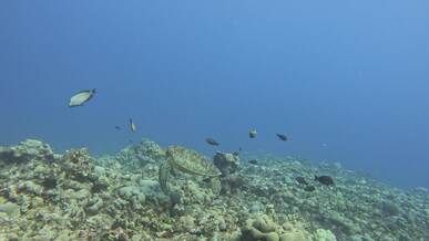 marine life exploration with sea turtle in coral reef