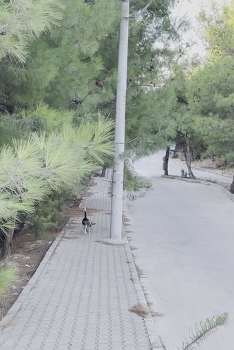 Sidewalk