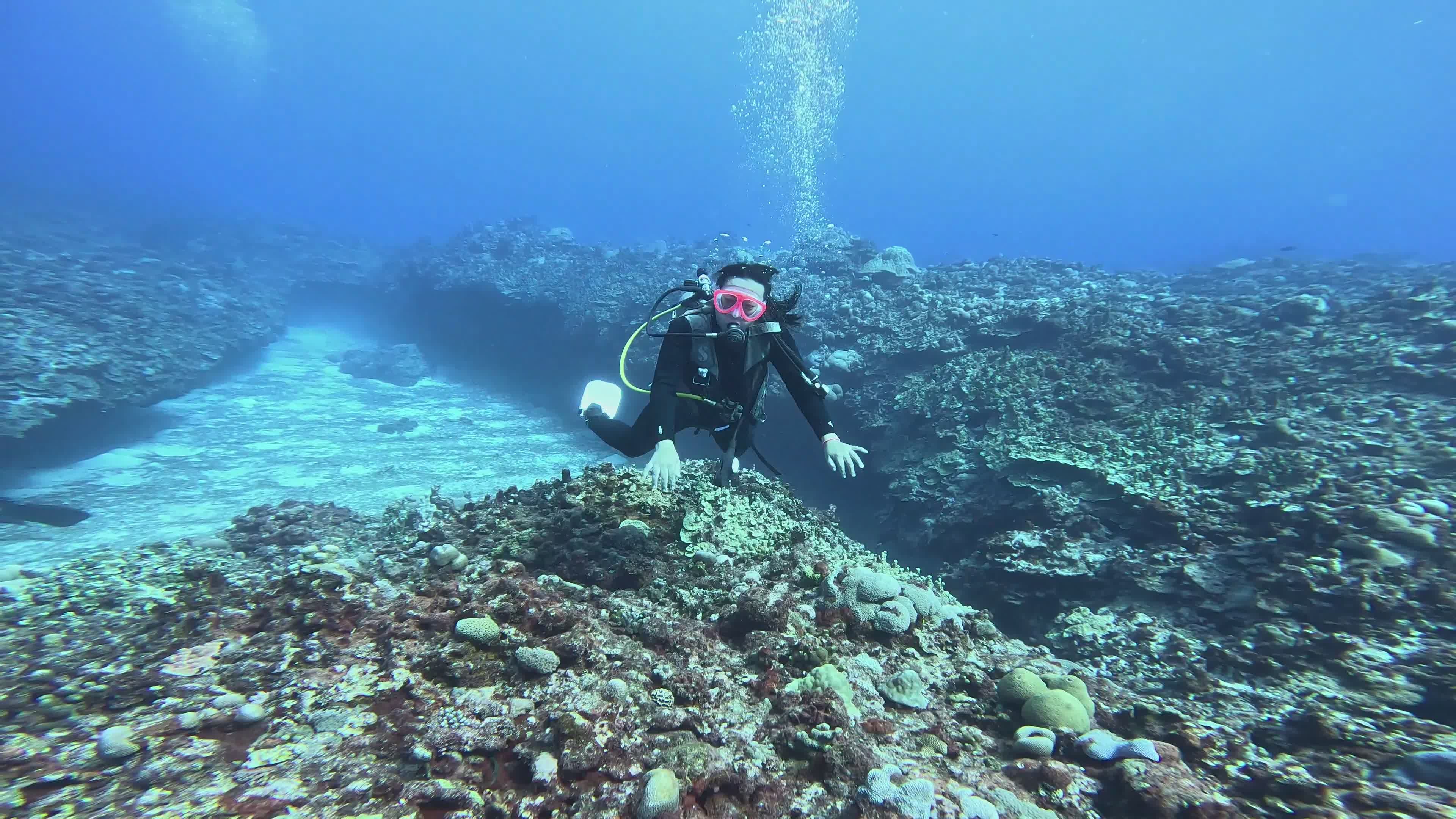Scuba Diver Exploring Vibrant Coral Reef Free Stock Video Footage ...