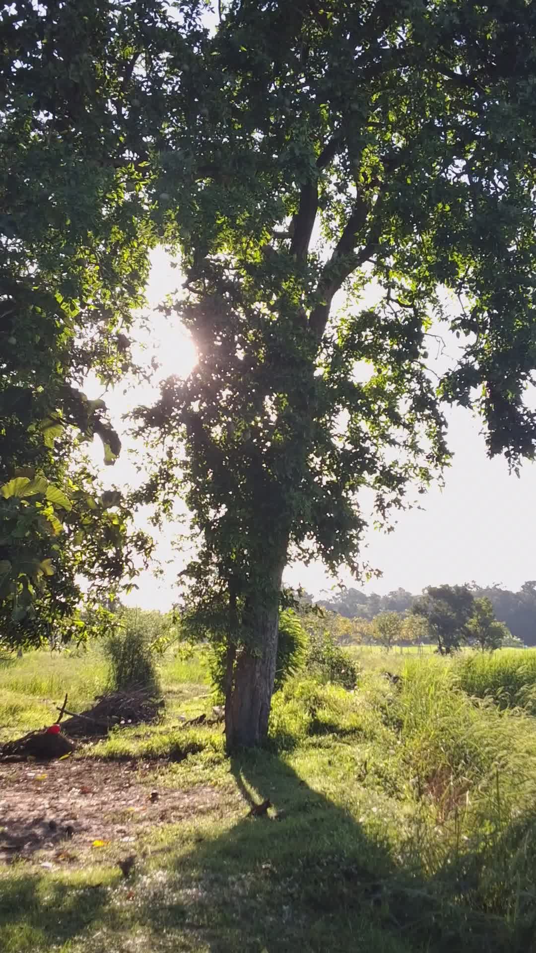 Video by Panya Niyomtham
