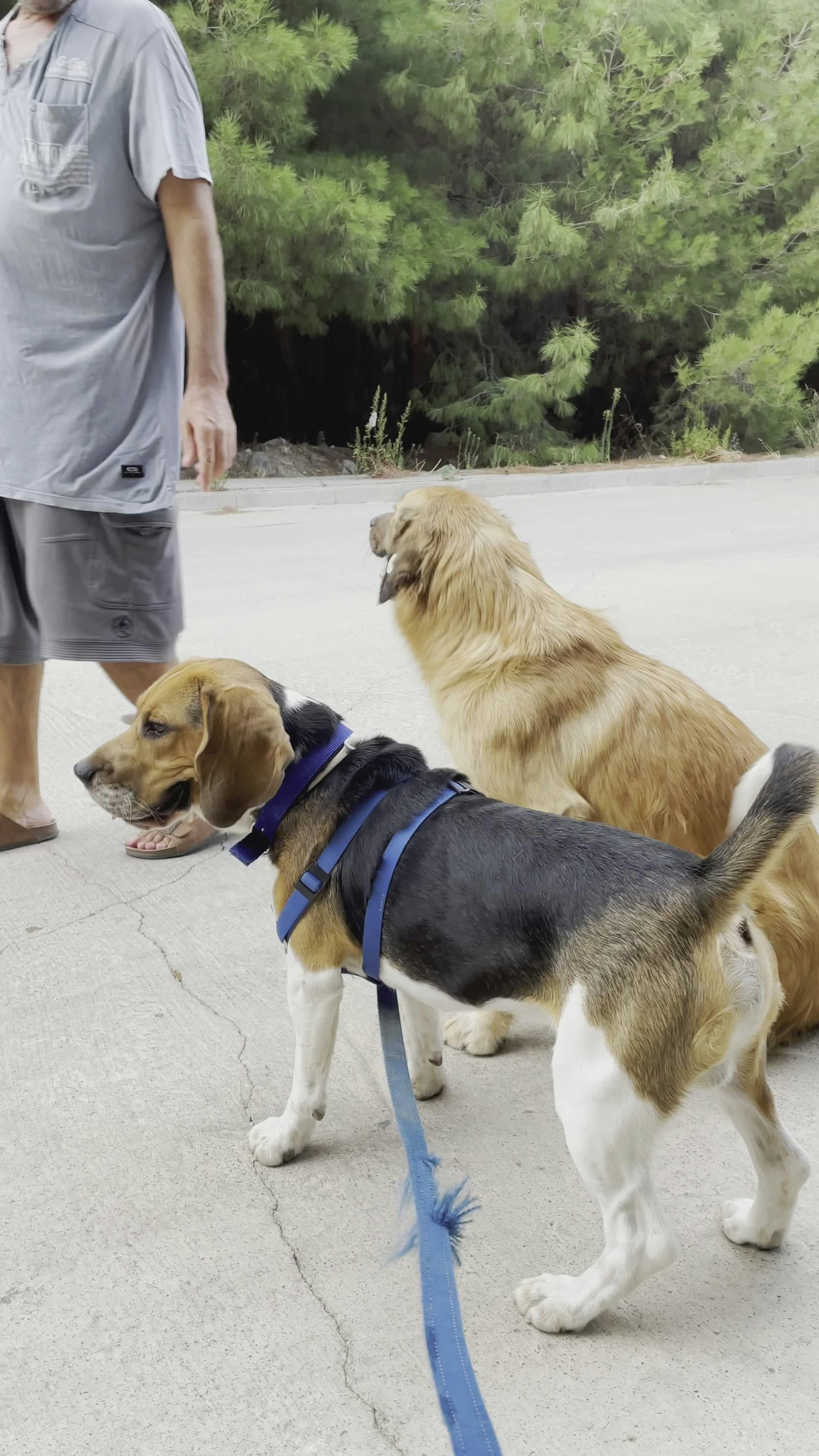 Video by Doğan Alpaslan  Demir
