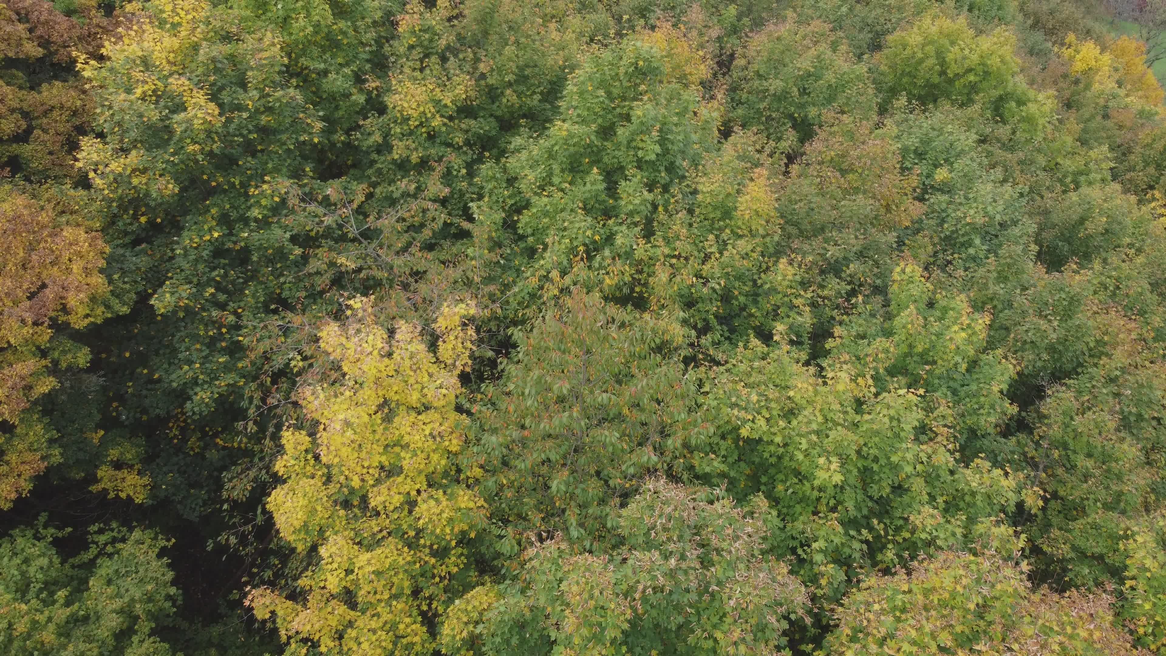 Aerial View of Lush Autumn Forest Canopy Free Stock Video Footage ...
