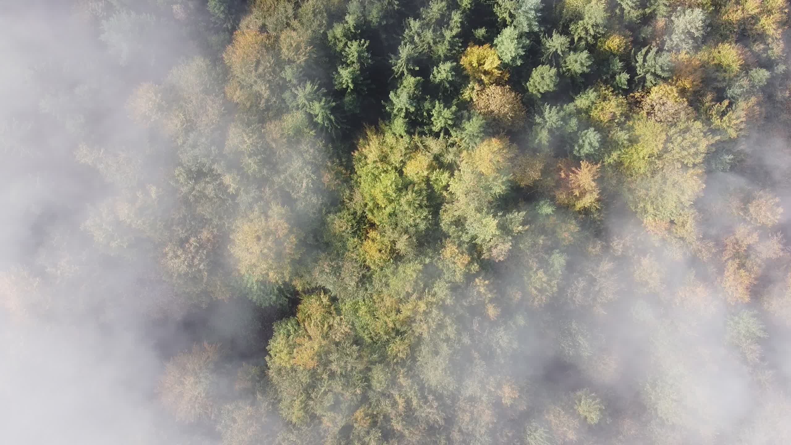 misty aerial view of autumn forest foliage 34338837 — free pexels stock footage