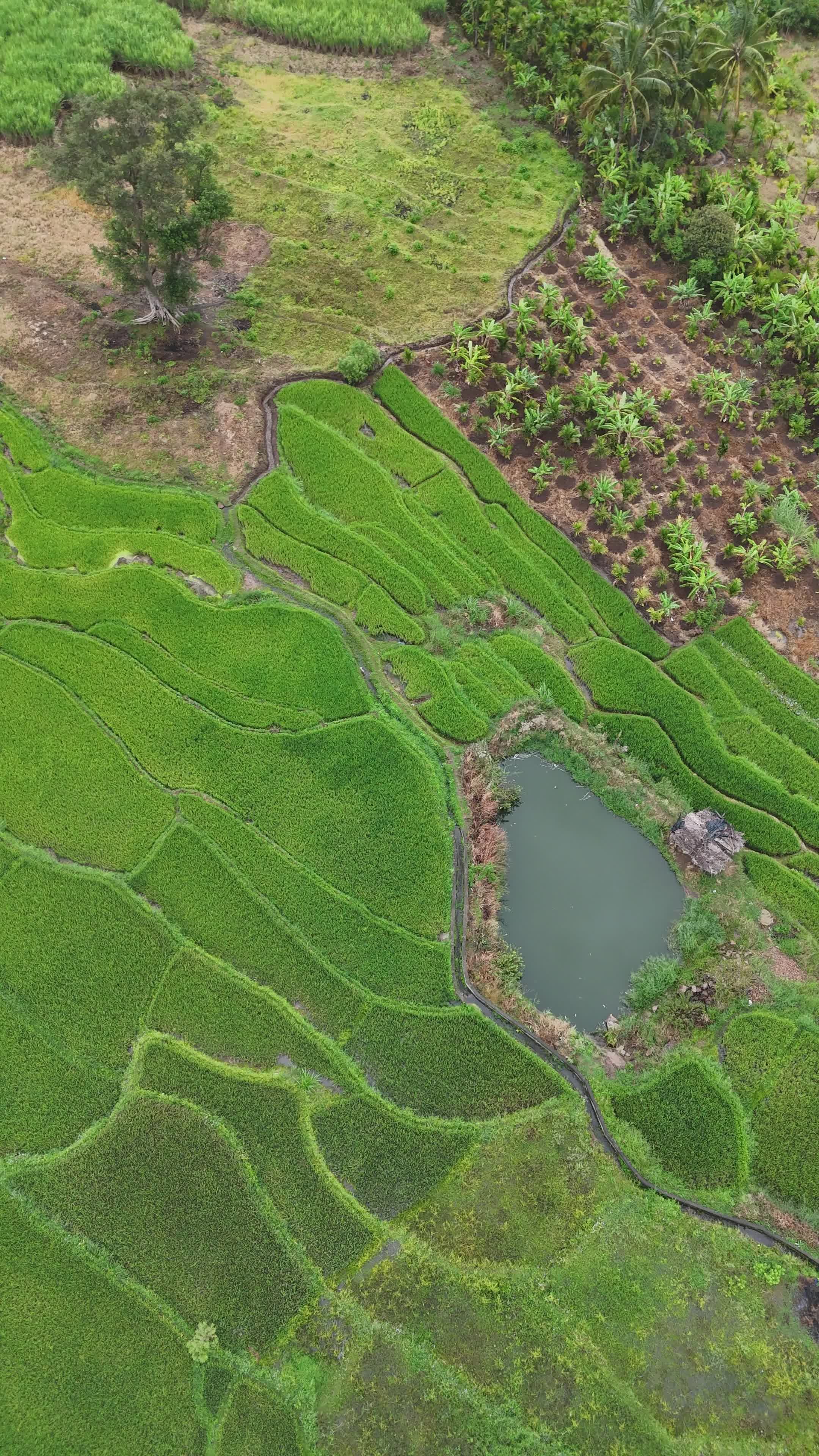 Aerial View of Lush Green Rice Terraces Free Stock Video Footage ...