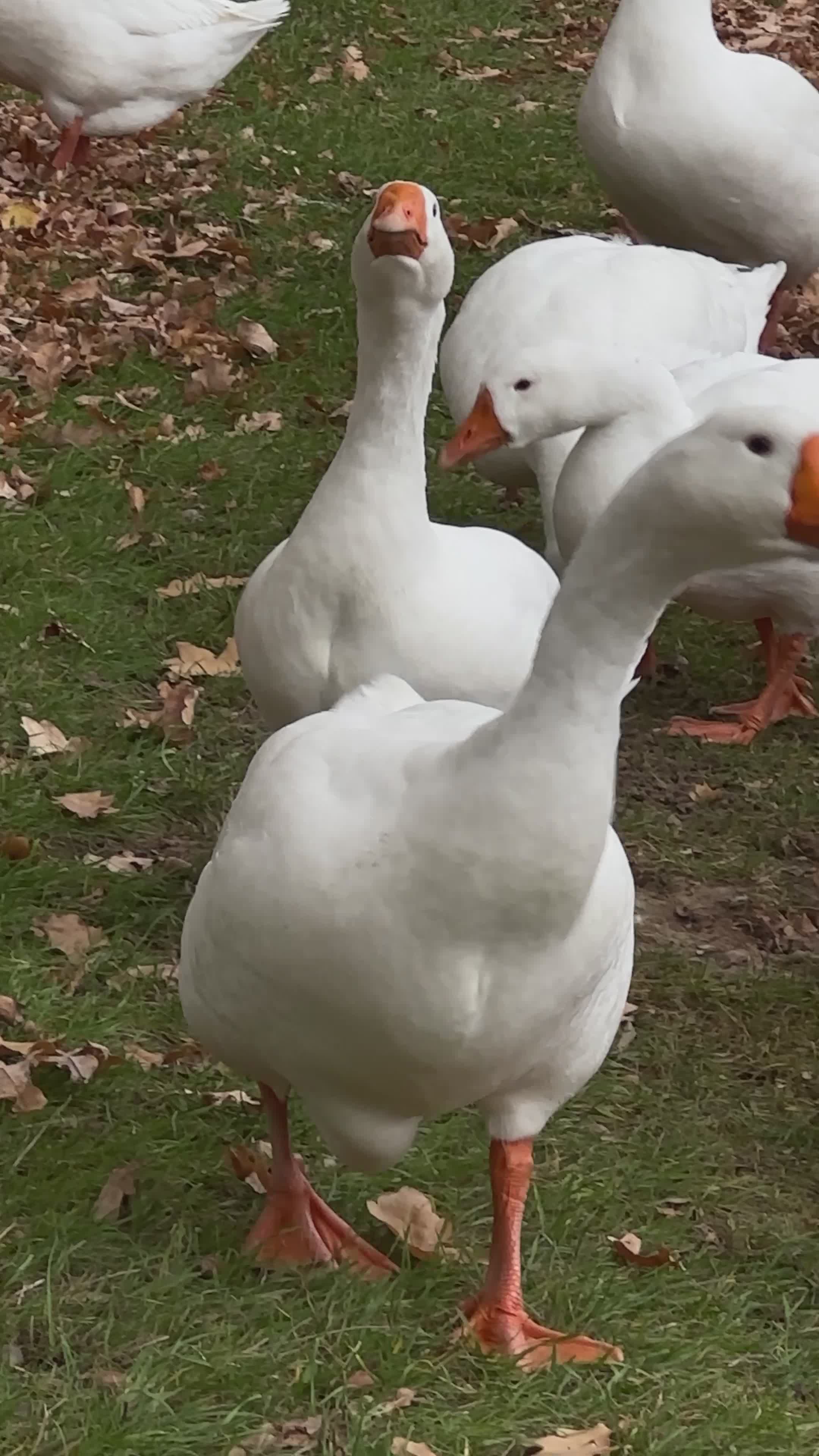 Flock of White Geese Grazing Outdoors in Autumn Free Stock Video ...
