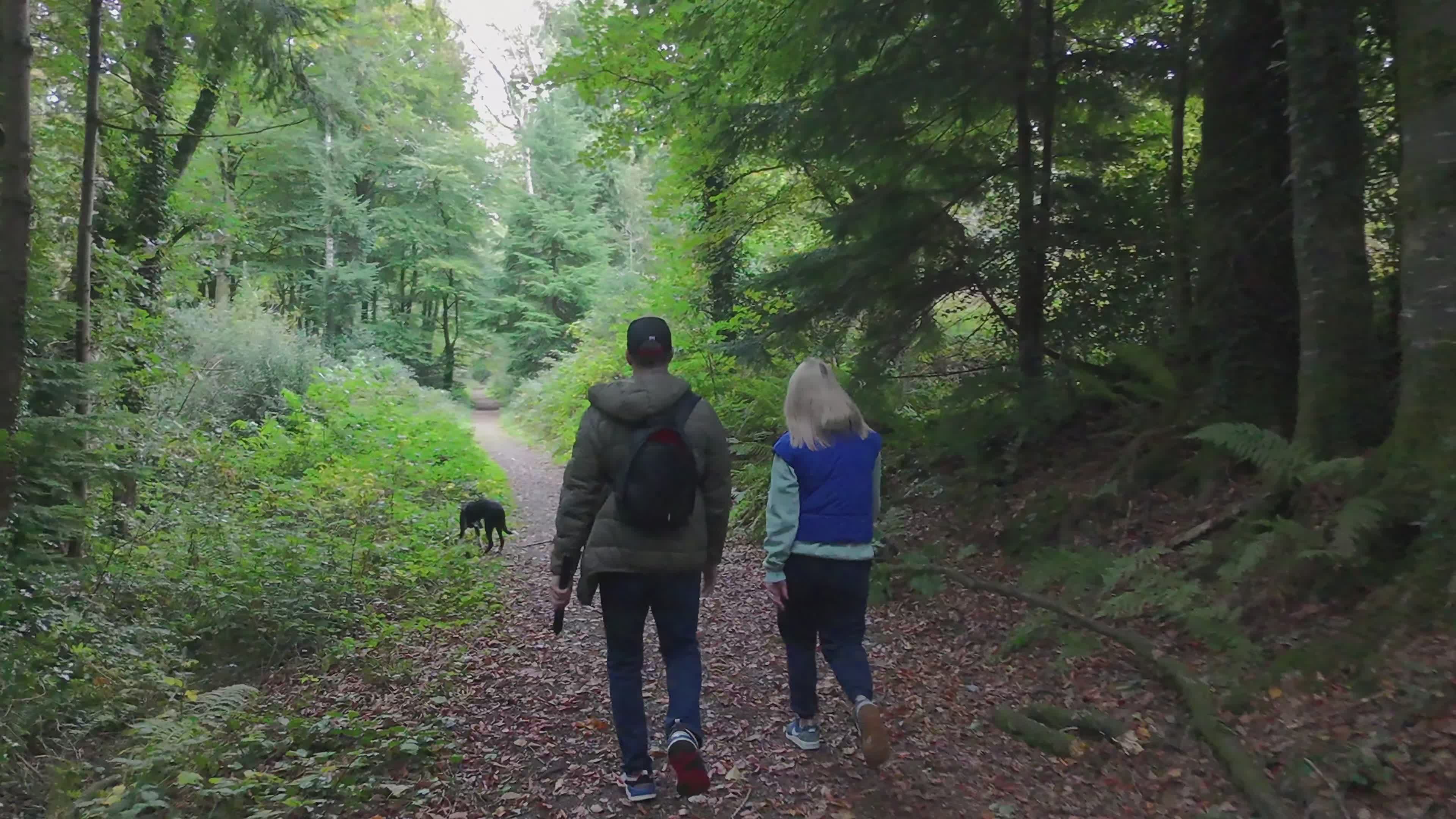 Scenic Forest Walk with Couple and Dog Free Stock Video Footage ...