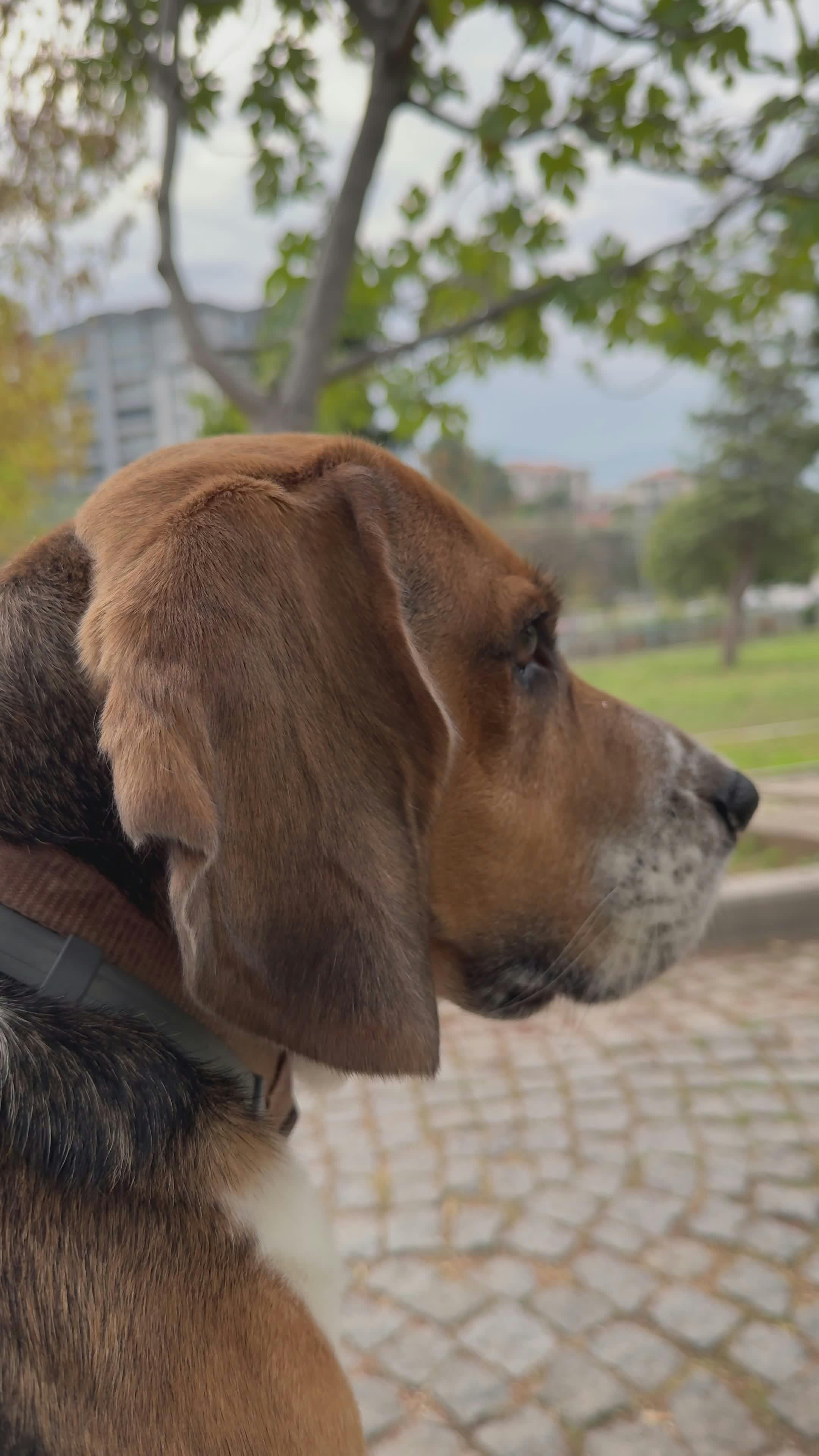 Video by Doğan Alpaslan  Demir