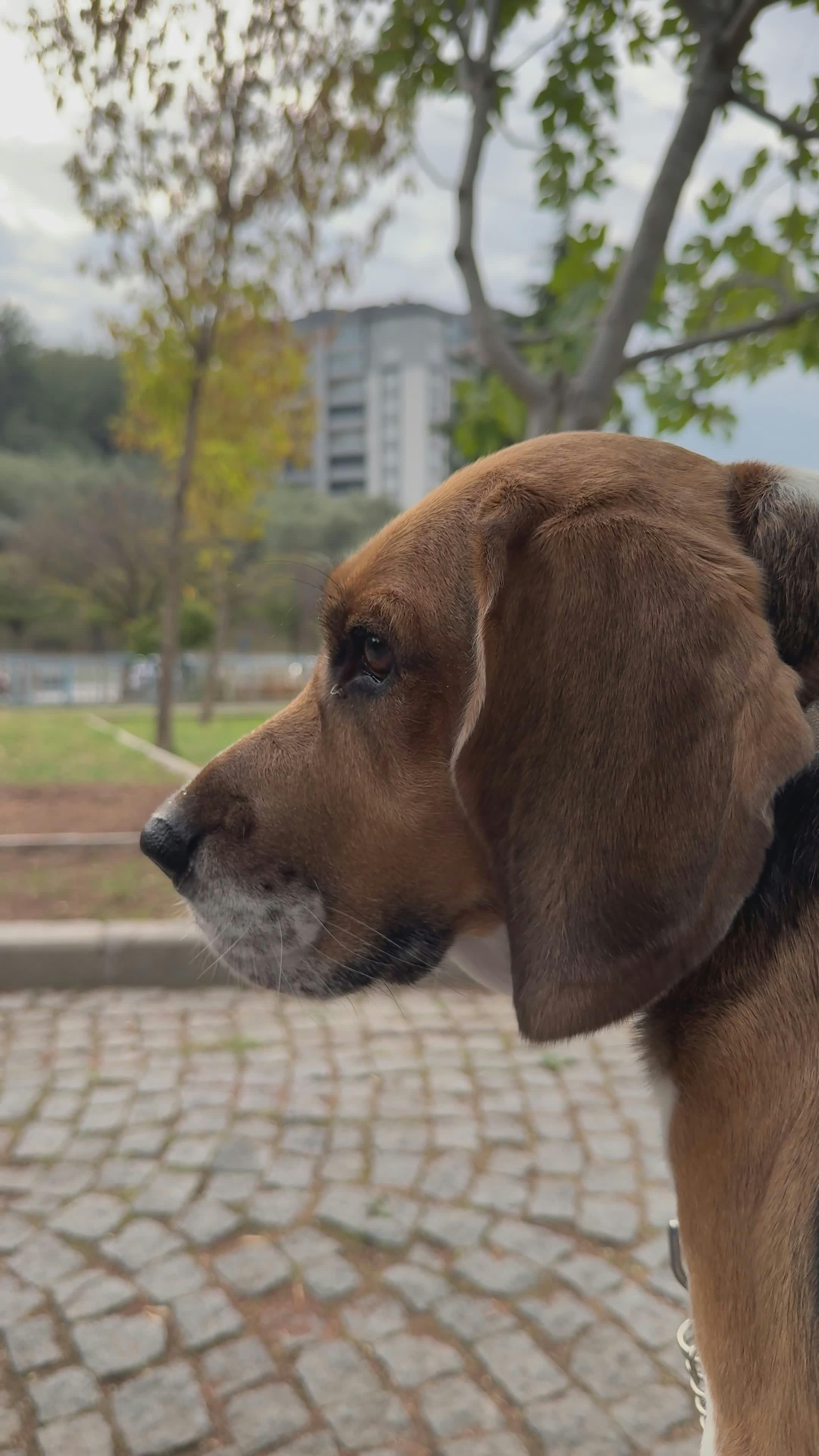 Video by Doğan Alpaslan  Demir