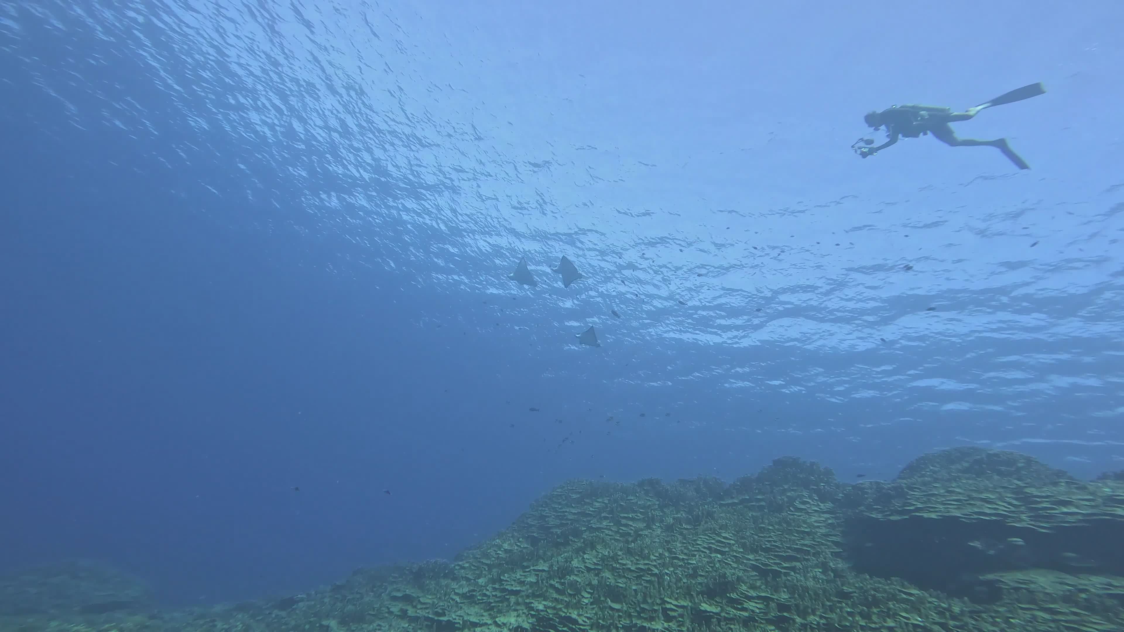 Scuba Diver Exploring Underwater Coral Reef Free Stock Video Footage ...