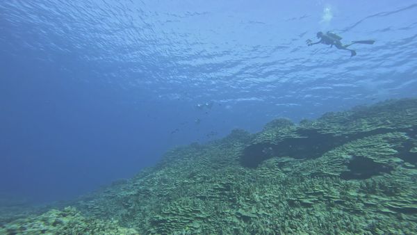 Scuba Diver Exploring Underwater Coral Reef Free Stock Video Footage ...