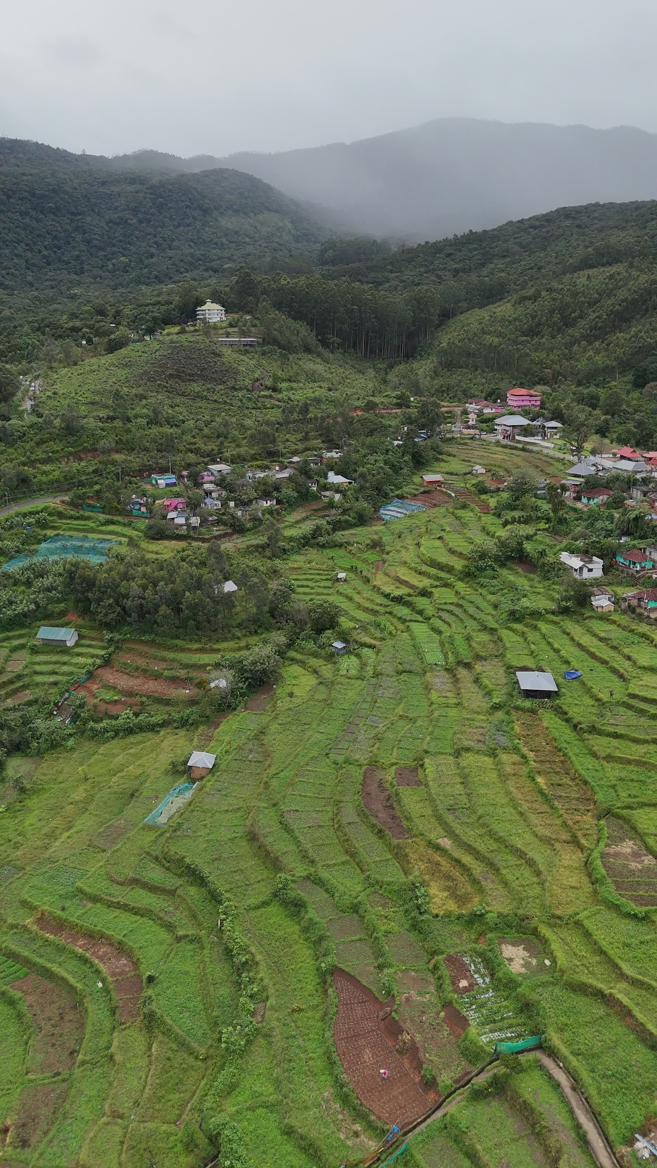 Aerial View of Lush Green Rice Terraces Free Stock Video Footage ...