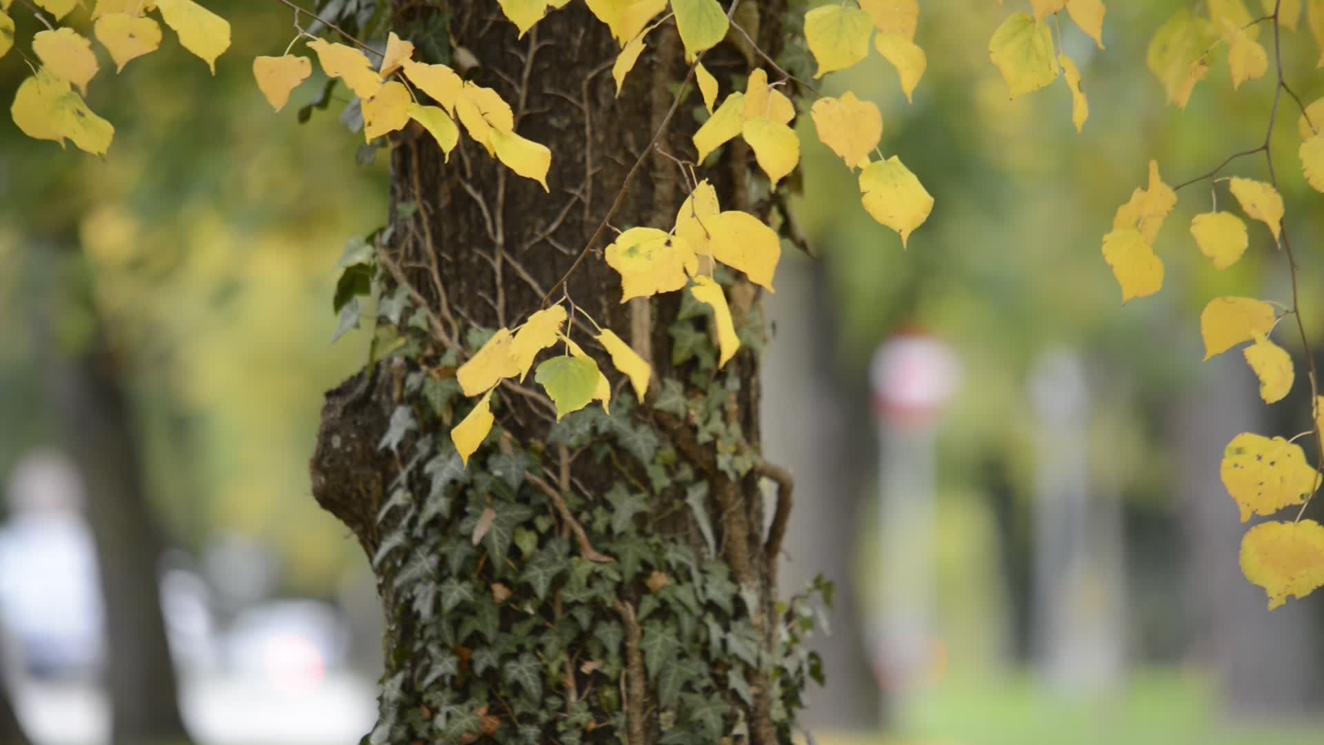 autumn leaves on tree in tranquil park scene 34349402 — free pexels stock footage