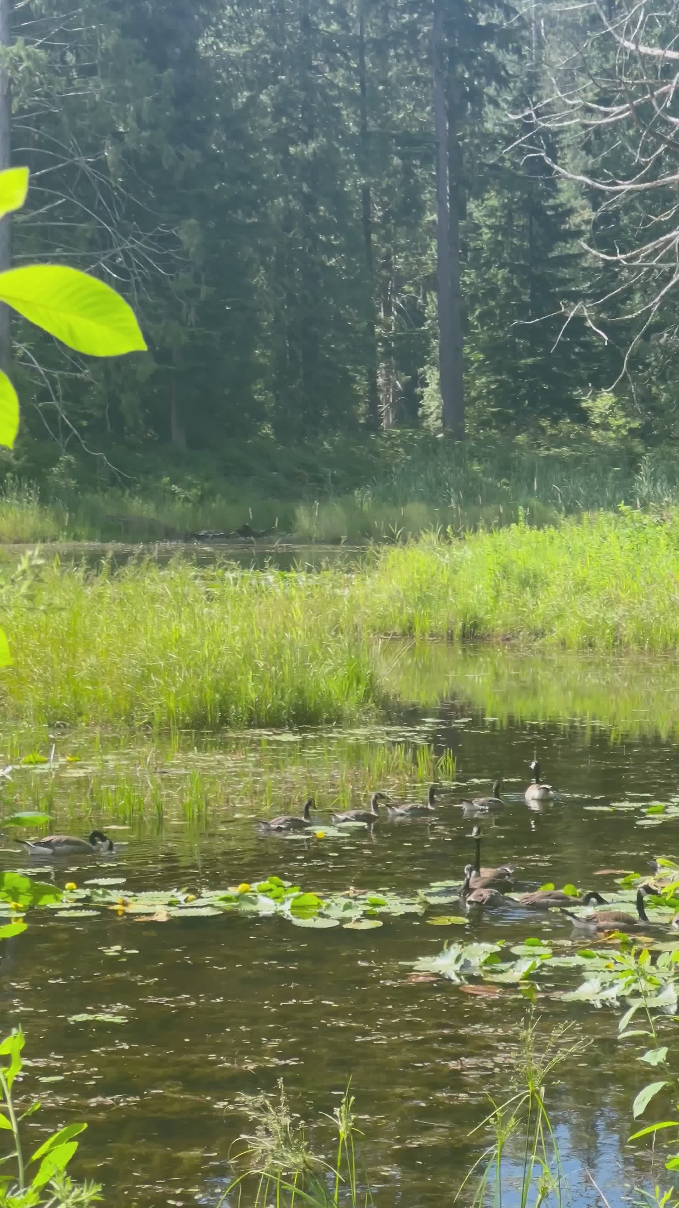 Video by Swarn sekhon