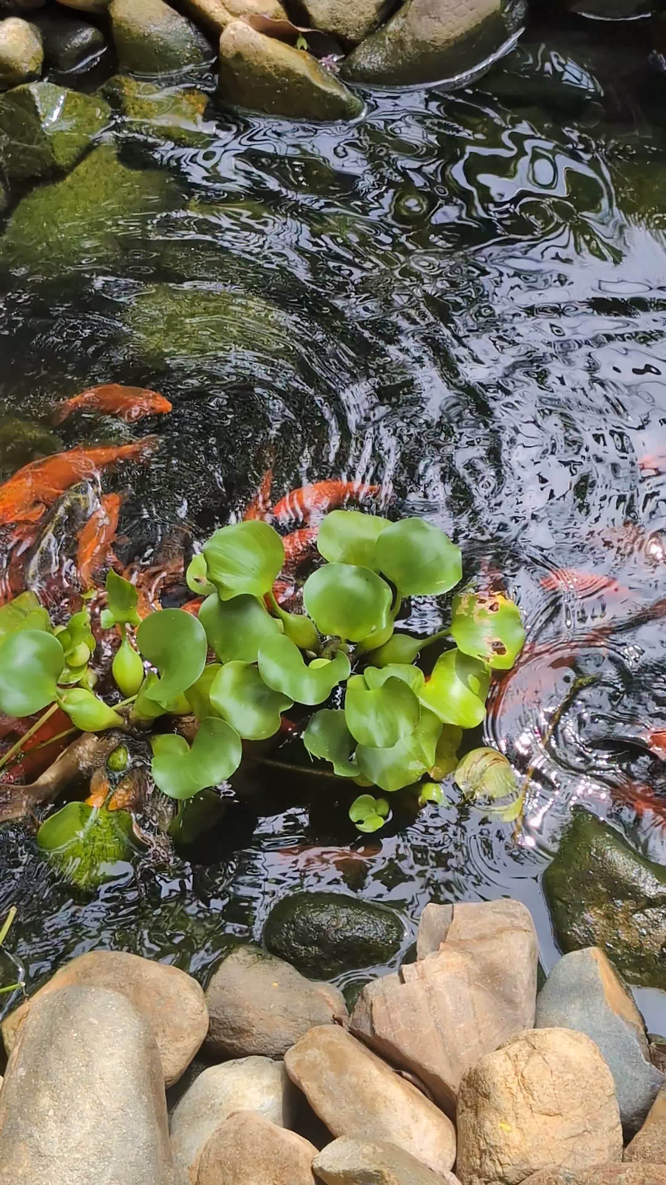 心が落ち着く
🎥 bynamnamnam · Pexels
#癒し #リラックス #自然 #relax #healing