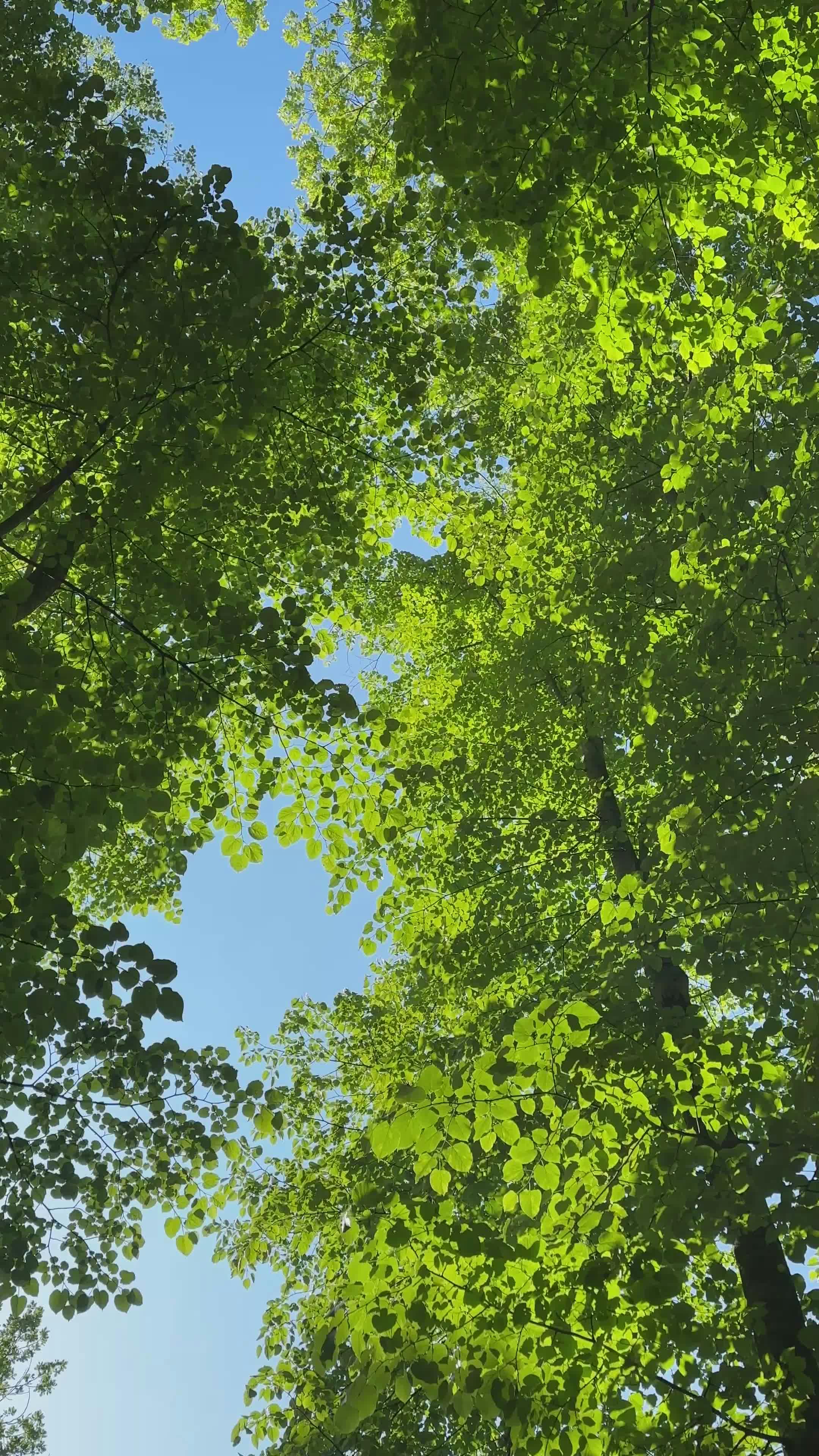 Video by Şeyhmus Kino