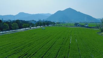 秋天稻田免费下载免费下载视频素材