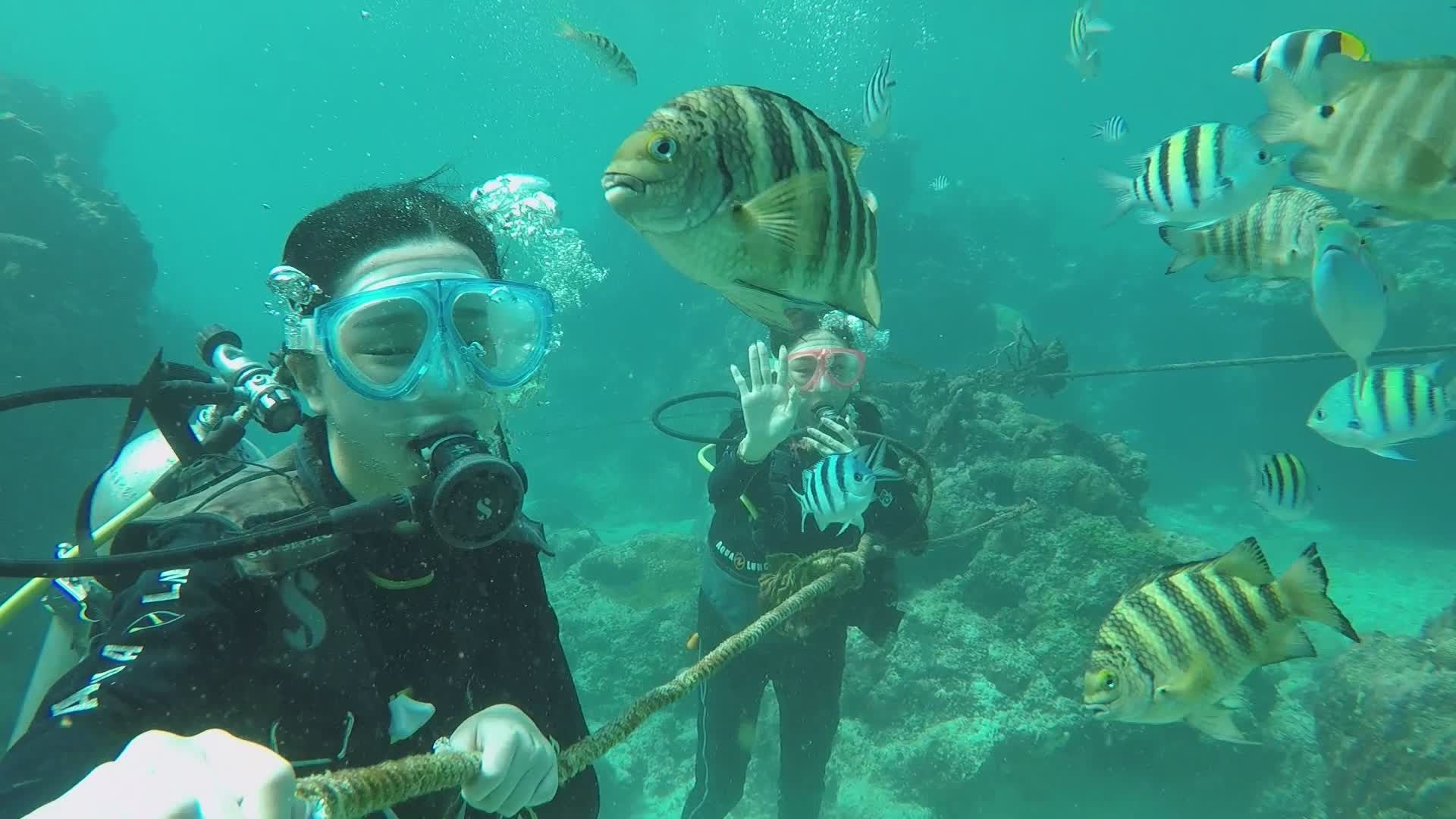 Scuba Divers Exploring Vibrant Underwater World Free Stock Video ...