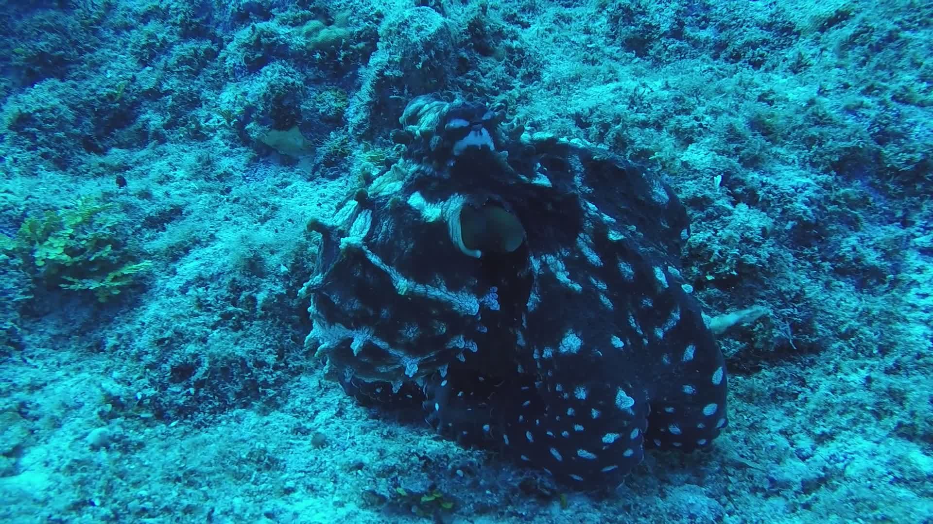 Underwater Octopus Swimming Through Coral Reef Free Stock Video Footage ...