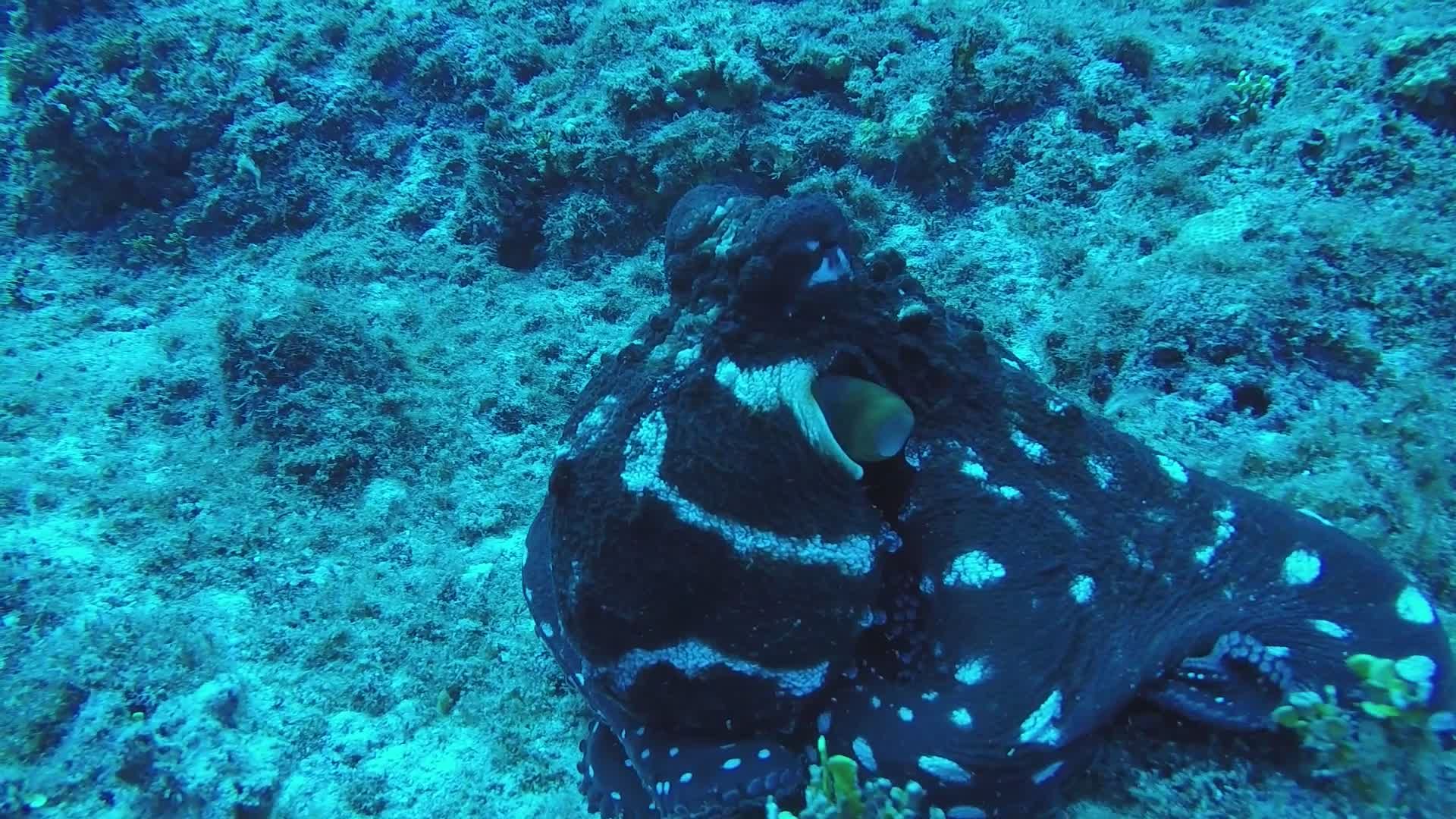Blue-Ringed Octopus on Coral Reef Video Free Stock Video Footage ...