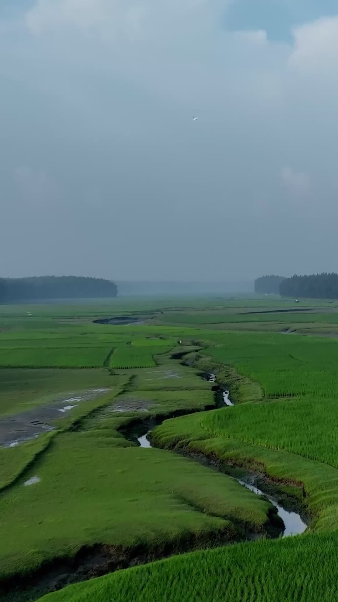 Peaceful Aerial View Over Lush Green Fields in Bangladesh Free Stock ...